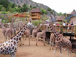 the Cheyenne Mountain Zoo