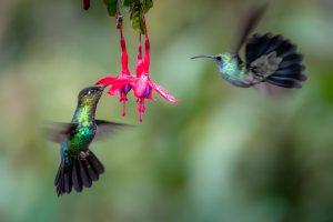 Hummingbirds